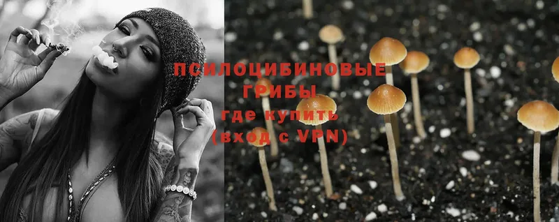 Псилоцибиновые грибы Psilocybe  купить наркотики сайты  Кемь 